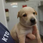 Pies do adopcji, Kraków, 26 stycznia 2023