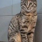 Kot do adopcji, Sopot, 28 stycznia 2023