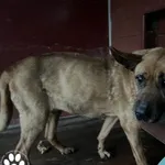Znaleziono psa, Dąbrówka, 6 stycznia 2023