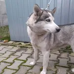 Znaleziono psa, Henrykowo, 15 grudnia 2022