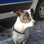 Znaleziono psa, Sosnowiec, 30 grudnia 2022