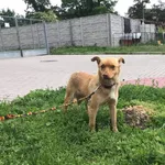 Znaleziono psa, Puławy, 30 maja 2021