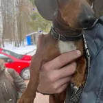 Znaleziono psa, Sosnowiec, 22 grudnia 2022