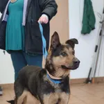 Znaleziono psa, Puławy, 18 marca 2022
