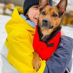 Pies do adopcji, Jelenia Góra, 19 stycznia 2023