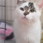 Kot do adopcji, Zielona Góra, 30 stycznia 2023