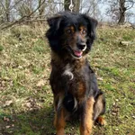 Pies do adopcji, Henrykowo, 20 grudnia 2022