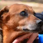 Pies do adopcji, Zielona Góra, 1 lutego 2023