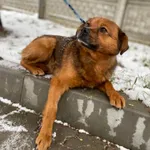 Pies do adopcji, Kielce, 1 lutego 2023