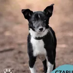 Pies do adopcji, Gdynia, 2 lutego 2023