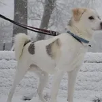 Znaleziono psa, Toruń, 23 grudnia 2022