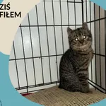 Znaleziono kota, Dąbrówka, 3 lutego 2023