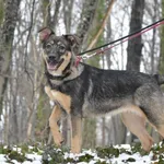 Znaleziono psa, Toruń, 6 stycznia 2023