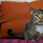 Znaleziono kota, Sosnowiec, 5 lutego 2023