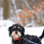 Pies do adopcji, Elbląg, 28 stycznia 2023