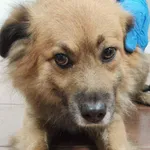 Pies do adopcji, Zielona Góra, 7 lutego 2023