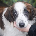 Pies do adopcji, Zielona Góra, 7 lutego 2023