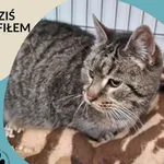 Znaleziono kota, Dąbrówka, 11 lutego 2023