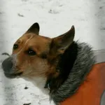 Znaleziono psa, Wałbrzych, 5 lutego 2023