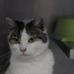 Kot do adopcji, Olsztyn, 30 grudnia 2022