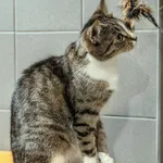 Kot do adopcji, Sopot, 15 lutego 2023