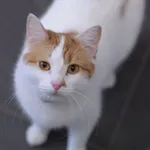 Kot do adopcji, Olsztyn, 10 listopada 2022