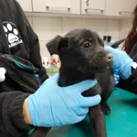 Pies do adopcji, Zielona Góra, 17 lutego 2023