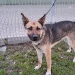 Pies do adopcji, Choszczno, 14 lutego 2023