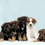 Pies do adopcji, Elbląg, 11 lutego 2023