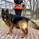 Znaleziono psa, Puławy, 14 lutego 2023