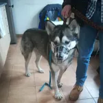 Znaleziono psa, Sosnowiec, 11 lutego 2023