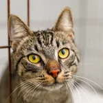 Kot do adopcji, Elbląg, 2 lutego 2023