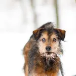 Pies do adopcji, Elbląg, 21 stycznia 2023