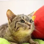Kot do adopcji, Jelenia Góra, 30 stycznia 2023