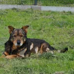 Pies do adopcji, Racławice, 26 stycznia 2023