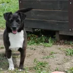 Pies do adopcji, Racławice, 11 lutego 2023