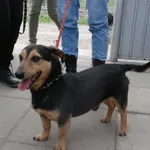 Pies do adopcji, Racławice, 19 grudnia 2022
