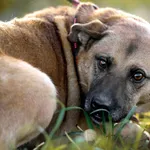 Pies do adopcji, Racławice, 2 grudnia 2022