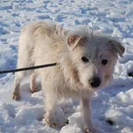 Pies do adopcji, Racławice, 12 grudnia 2022