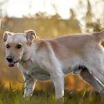 Pies do adopcji, Racławice, 15 lutego 2023