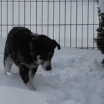 Pies do adopcji, Racławice, 14 grudnia 2022