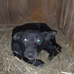 Pies do adopcji, Racławice, 27 stycznia 2023