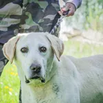 Pies do adopcji, Świdnica, 22 czerwca 2022