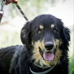 Pies do adopcji, Świdnica, 23 stycznia 2023