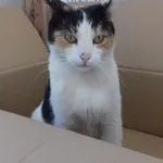 Kot do adopcji, Świdnica, 23 czerwca 2017