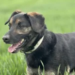 Pies do adopcji, Świdnica, 1 sierpnia 2021