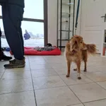 Znaleziono psa, Świdnica, 22 stycznia 2023