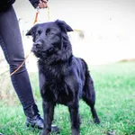 Pies do adopcji, Świdnica, 2 listopada 2022