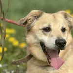 Pies do adopcji, Świdnica, 11 października 2021