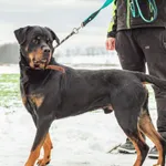 Pies do adopcji, Świdnica, 20 października 2022